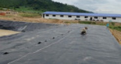 Biogas Trang Trại 25.000 Heo Giống Tại Phú Yên